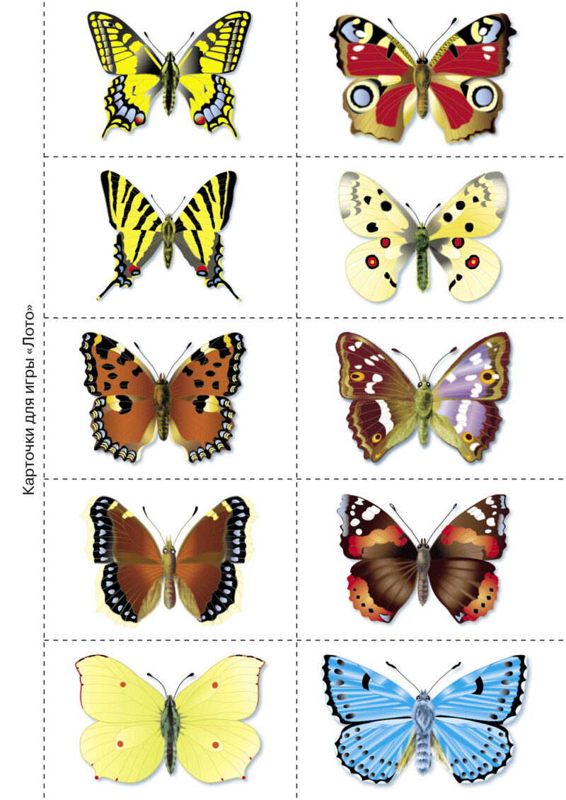 Бабочки. Наглядно-дидактический материал с конспектами занятий (папки). Новый формат