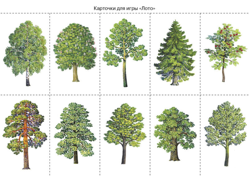 Деревья. Наглядно-дидактические материалы с конспектами занятий (папки). Новый формат