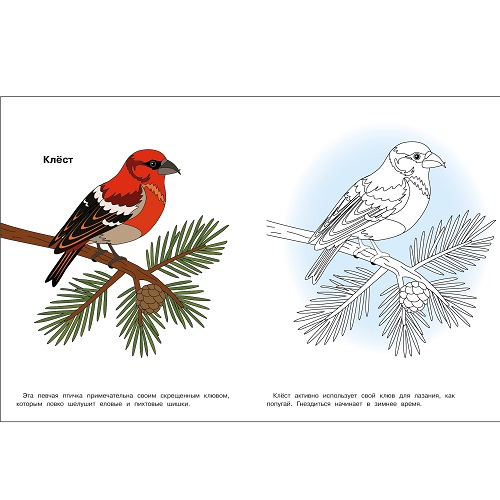 Птицы нашего леса. Окружающий мир. Раскраска