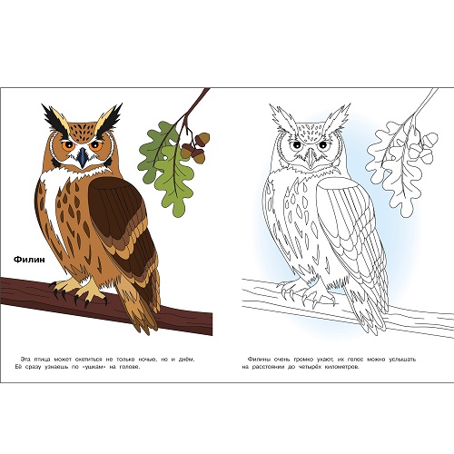 Птицы нашего леса. Окружающий мир. Раскраска