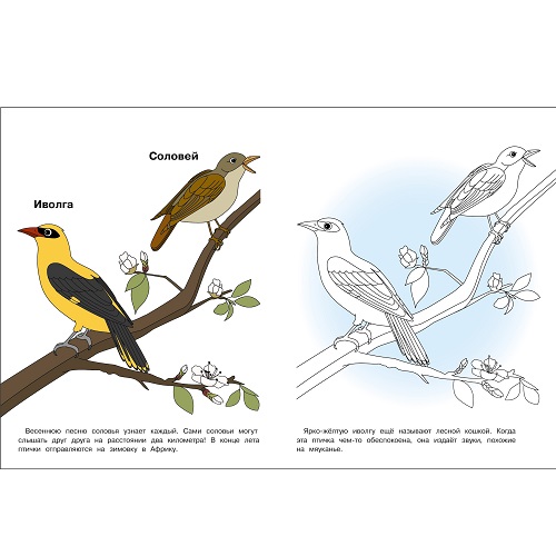 Птицы нашего леса. Окружающий мир. Раскраска