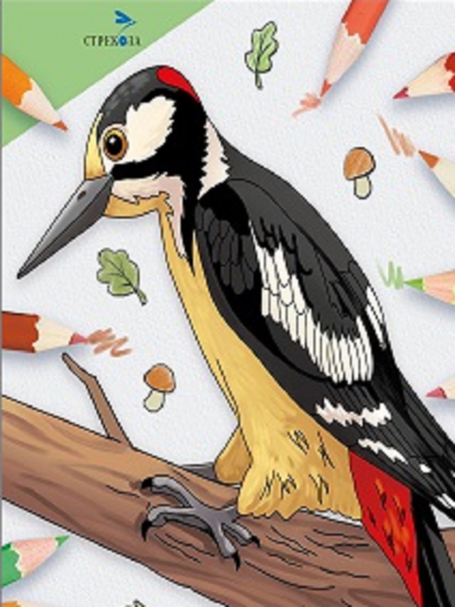 Птицы нашего леса. Окружающий мир. Раскраска